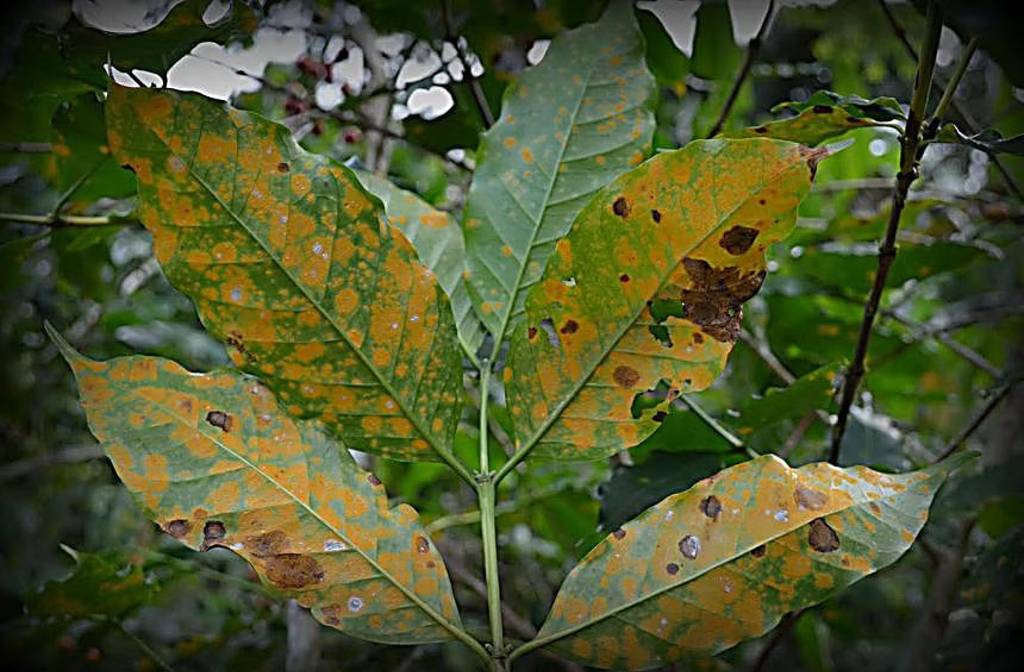 Robusta ‘kopi’ beans and coffee genes can save your Arabica from disease