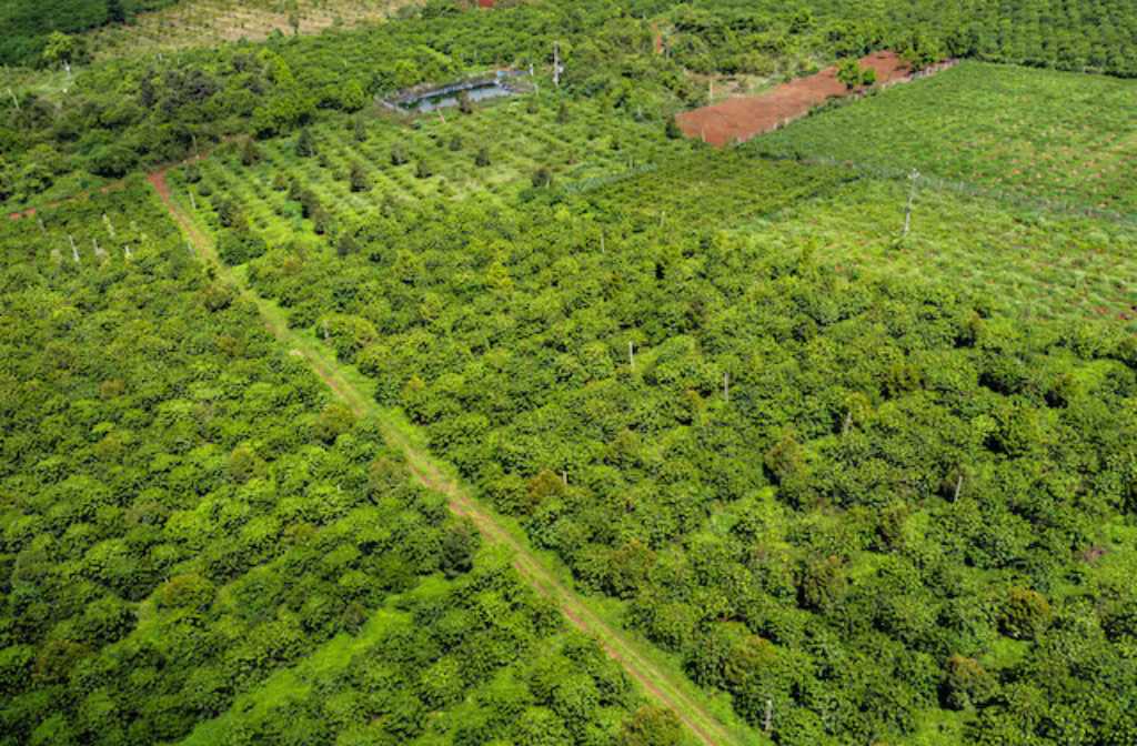 Coffee growers look to postpone EU deforestation requirement