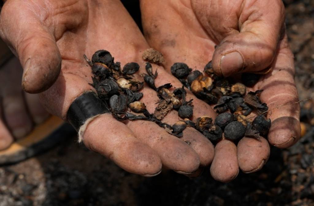 https://www.cp24.com/news/drought-in-brazil-vietnam-highlight-climate-change-s-impact-on-coffee-experts-1.7051028