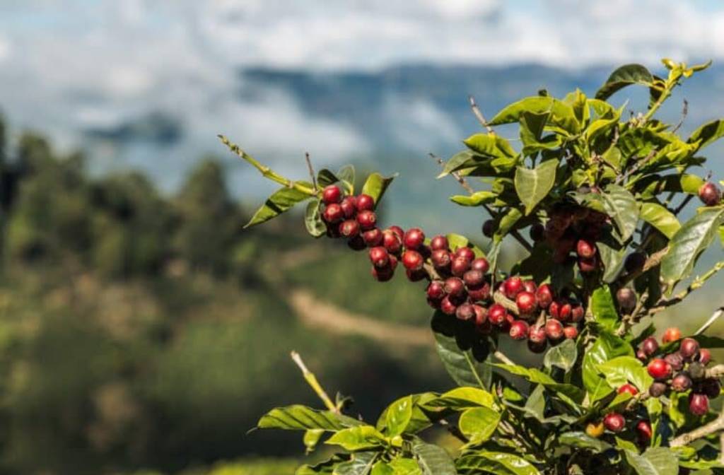 illycaffè announces new sustainable coffee project