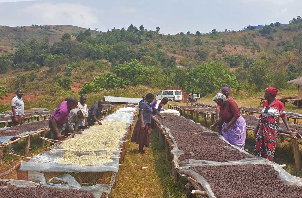 Coffee agroforestry holds promise for smallholder growers in Malawi