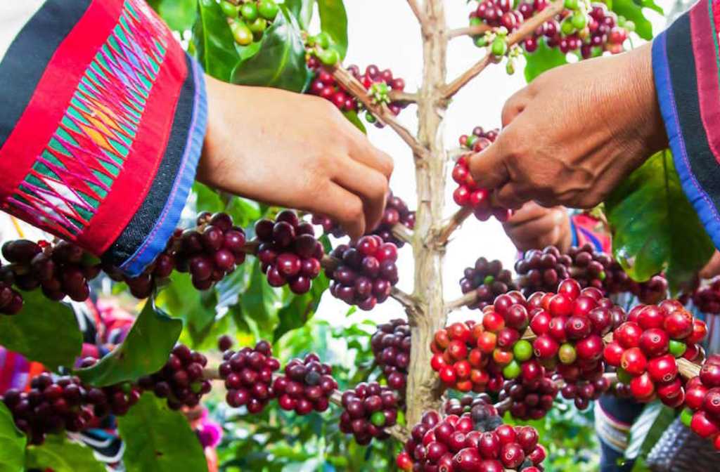 Soil health & regenerative agriculture – the latest trend in third wave coffee?