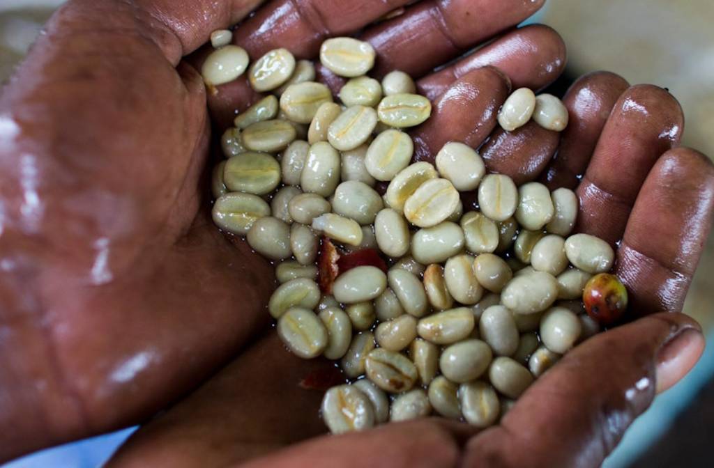 Are washed coffees becoming more popular again?