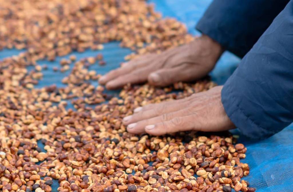 Multi-processed coffee blends: Do they enhance or dilute flavour?