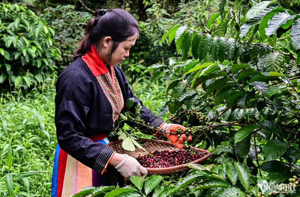 Robusta boom: Vietnam’s coffee farmers profit amid rising global prices