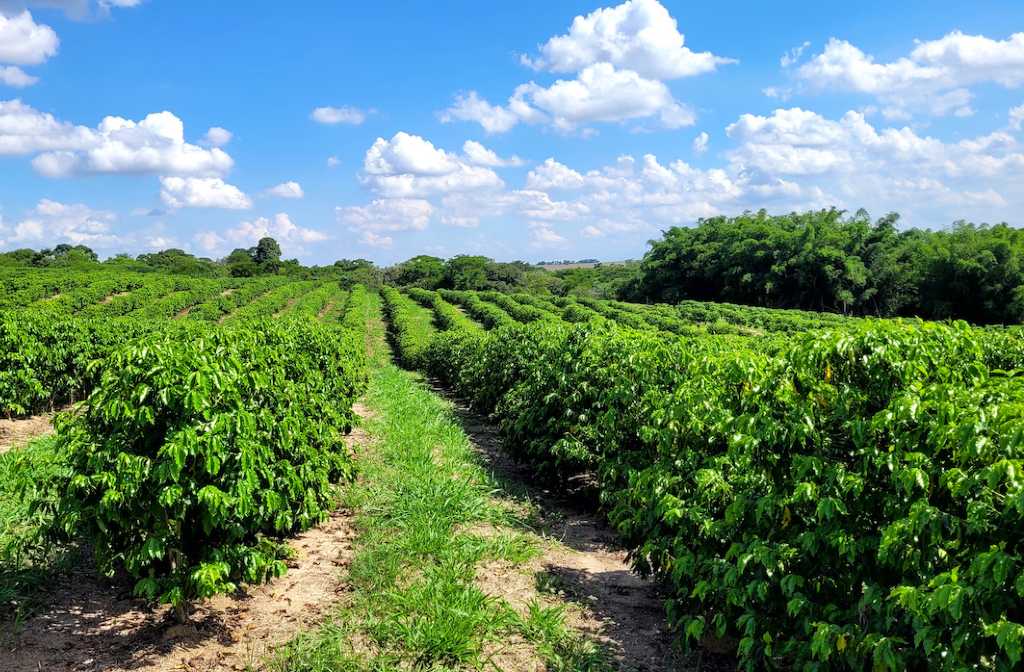 Column: For Coffee’s Survival, Researchers Must Prioritize Climate Change