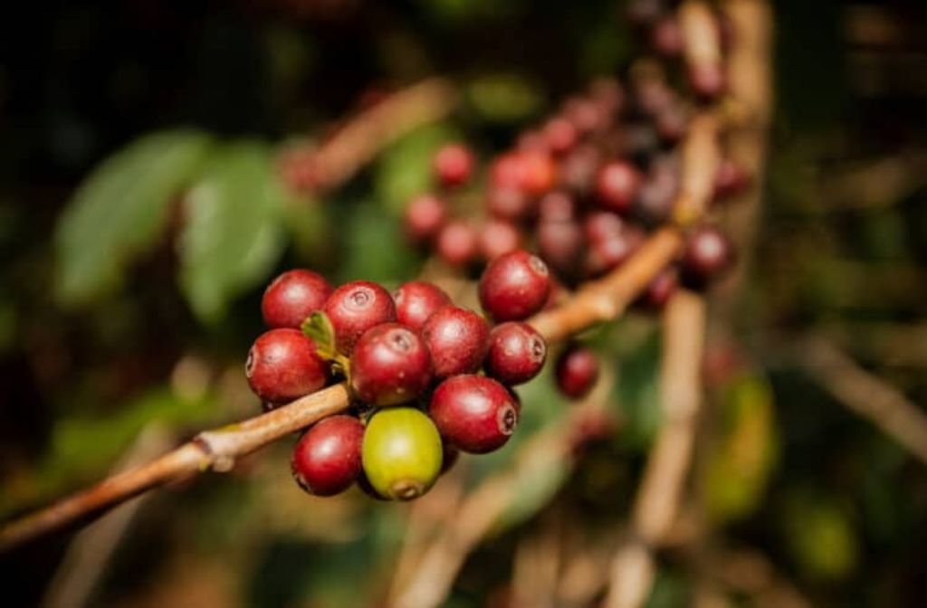 Coffee prices reach $4 per pound for the first time