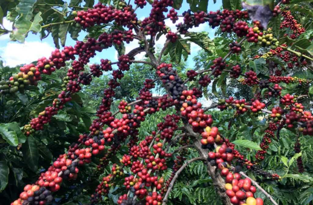 Study: Coffee May Reduce Type 2 Diabetes Risk If You Don't Add Sugar