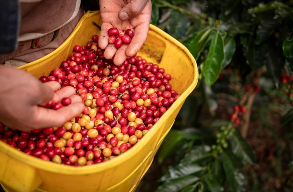 Climate Change: challenges for the coffee industry in 2025