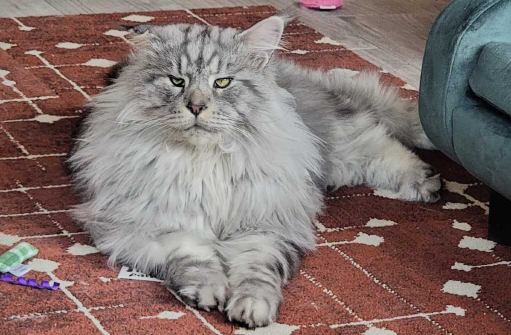 Catzen Coffee: The purr-fect mix of cats and coffee