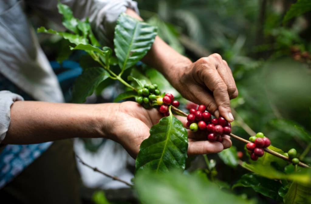 New parametric solution delivered for drought-stricken coffee farmers in Vietnam