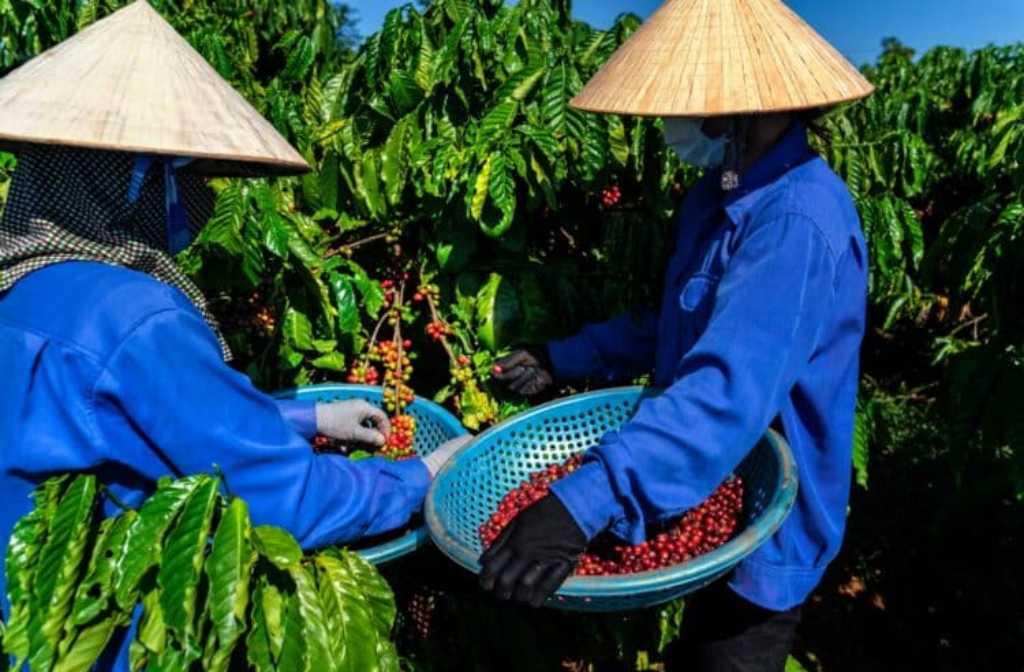 The impact of price volatility on coffee farmers