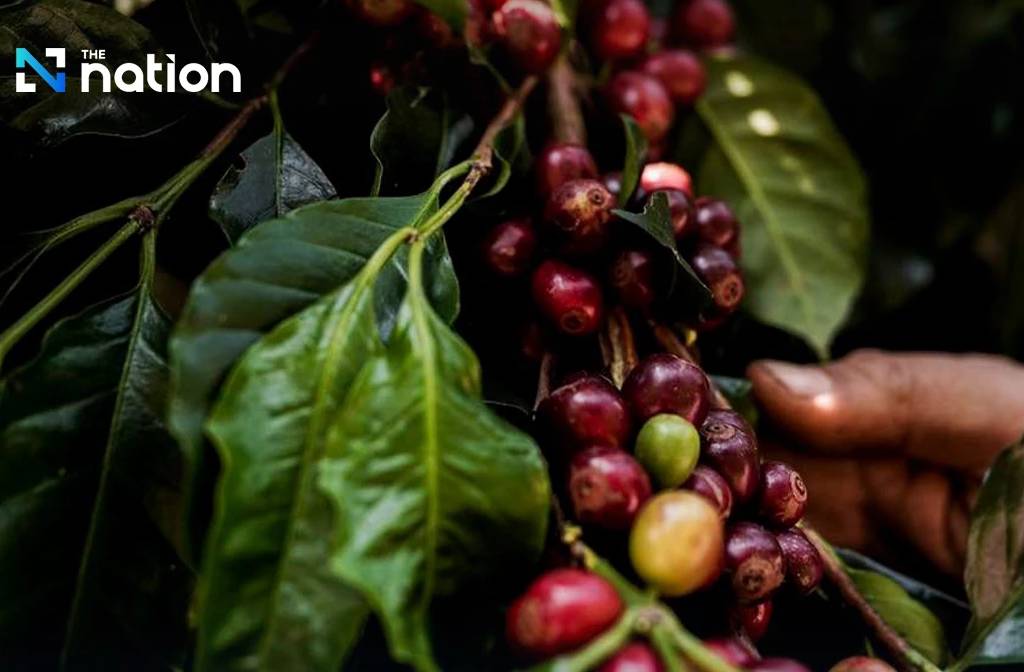 Thailand to import 80,000 tonnes of coffee in 2025