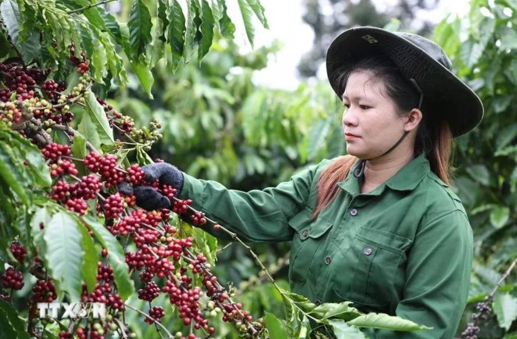 Vietnam’s coffee exports reach 1.72 billion USD in first two months