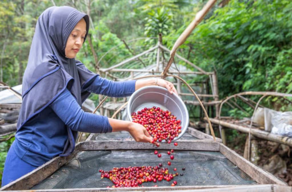From beans to business: How one Indonesian coffee farmer changed her future