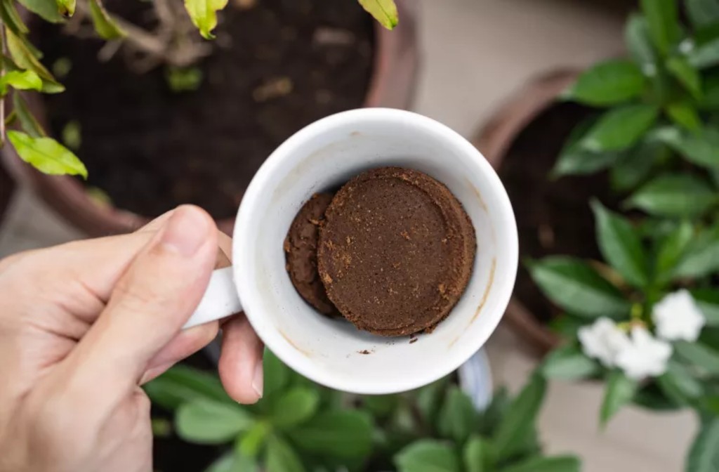 Do Coffee Grounds Repel Mosquitoes?