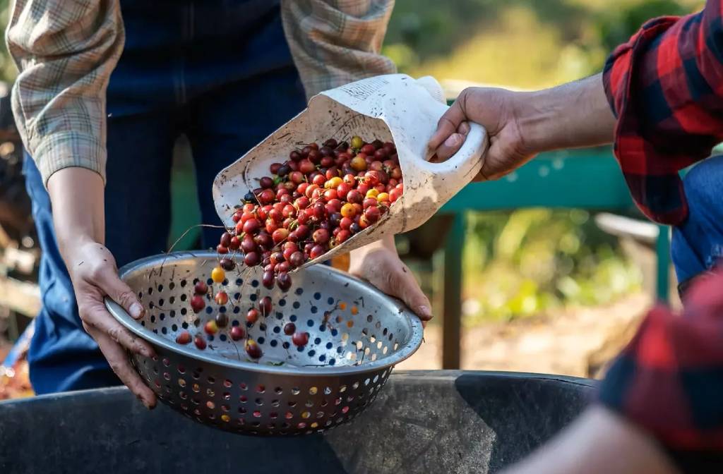 Koltiva digitally validates over 25,000 coffee producers across Latin America to advance traceability and sustainability in the coffee sector