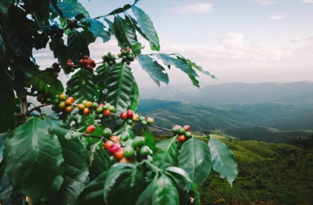 New research reveals benefits of regenerative coffee production