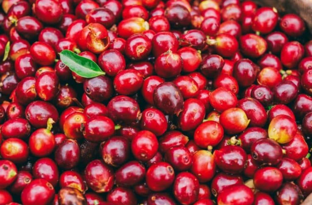 Fijian Minister for Agriculture pledges to revive local coffee value chain