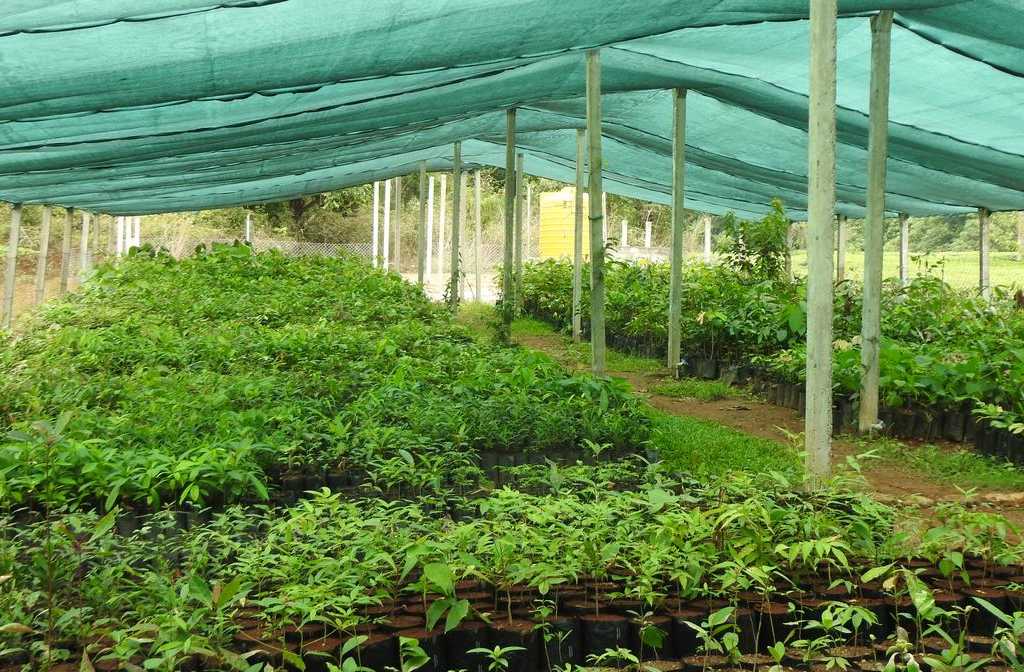 How coffee agroforests can play a role in ecological restoration