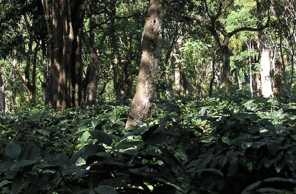 Seeds rescued from India’s coffee farms could help forest restoration