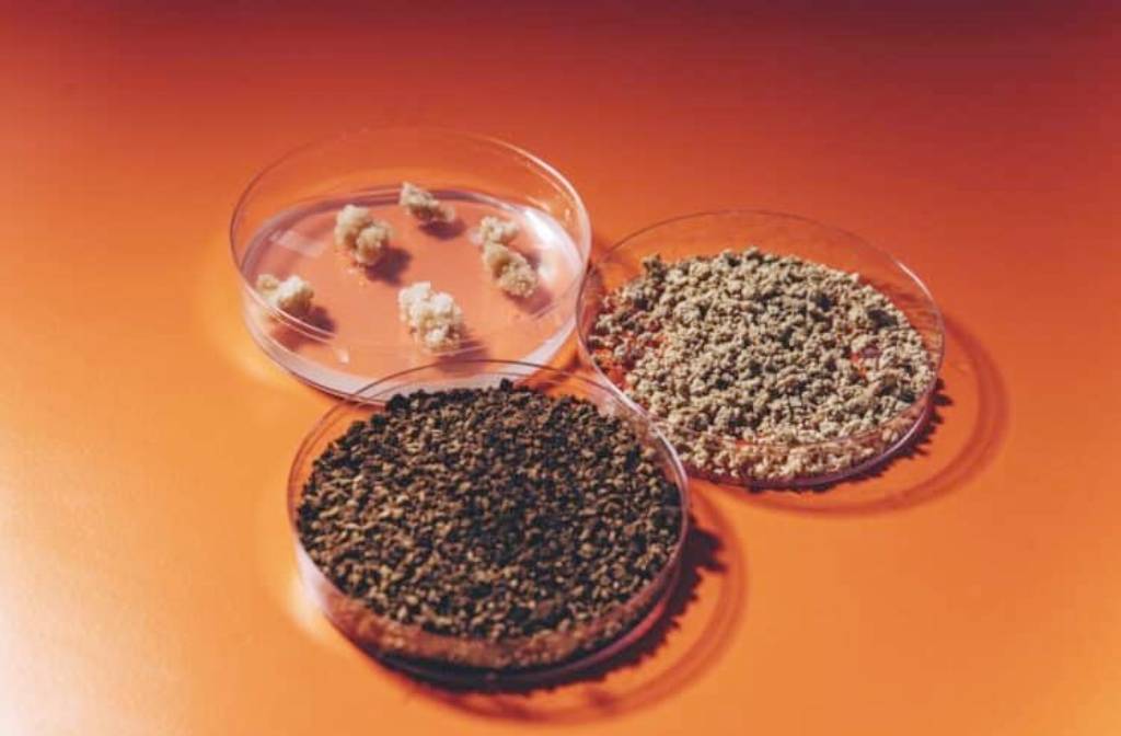 Is lab-grown coffee the future of the industry?