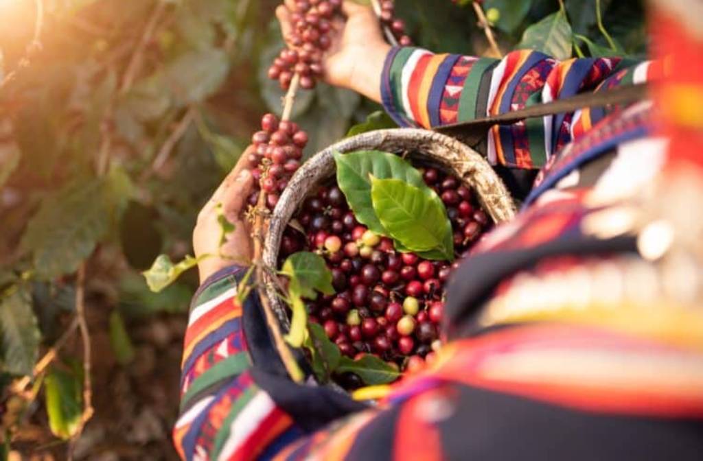 Three new programs aligned with Coffee SR Code
