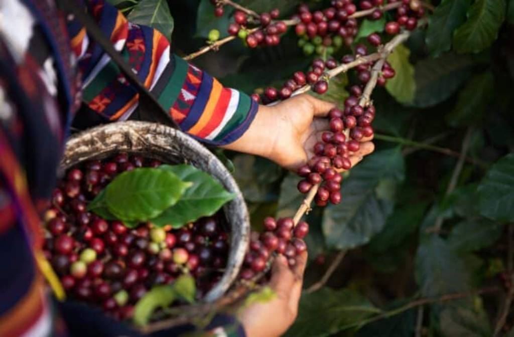 Fairtrade partners on open-source knowledge hub
