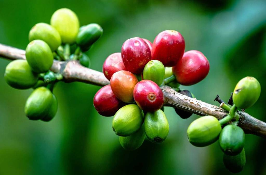 Coffee Prices Finish Sharply Higher on Slack Rain in Brazil