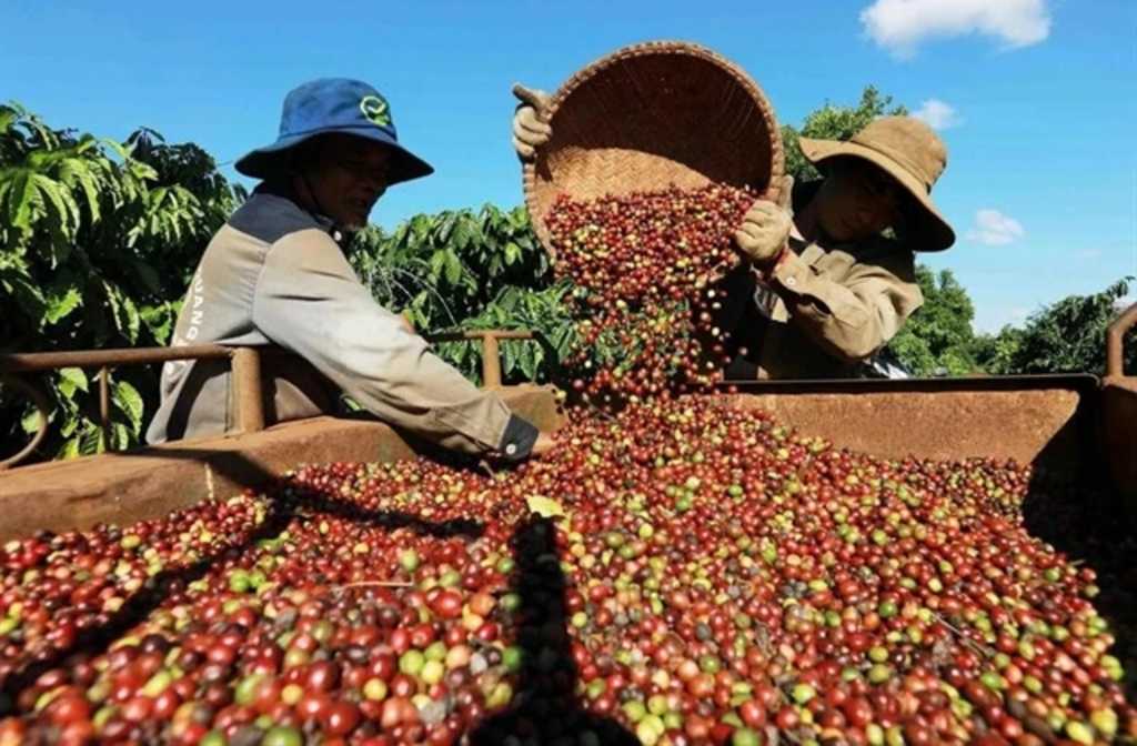 Vi?t Nam’s coffee exports reach $4.2 billion in first five months