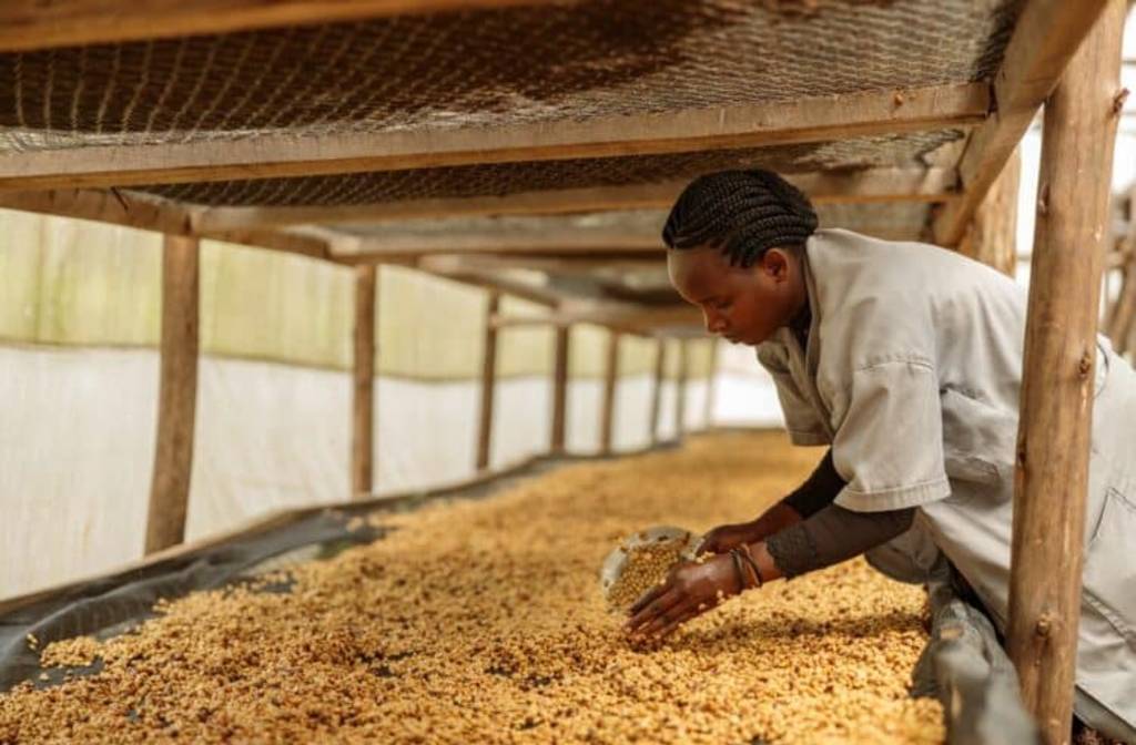 Ethiopia claims historic export milestone