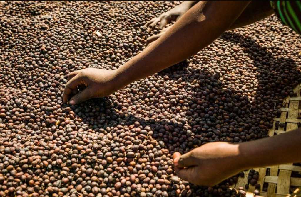 Ethiopia’s Coffee Export Revenue Hits Record $1.87 Billion