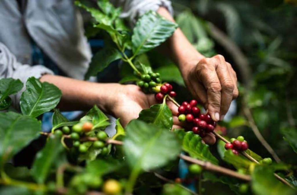 Melbourne coffee roaster awarded Coles Nature Fund grant
