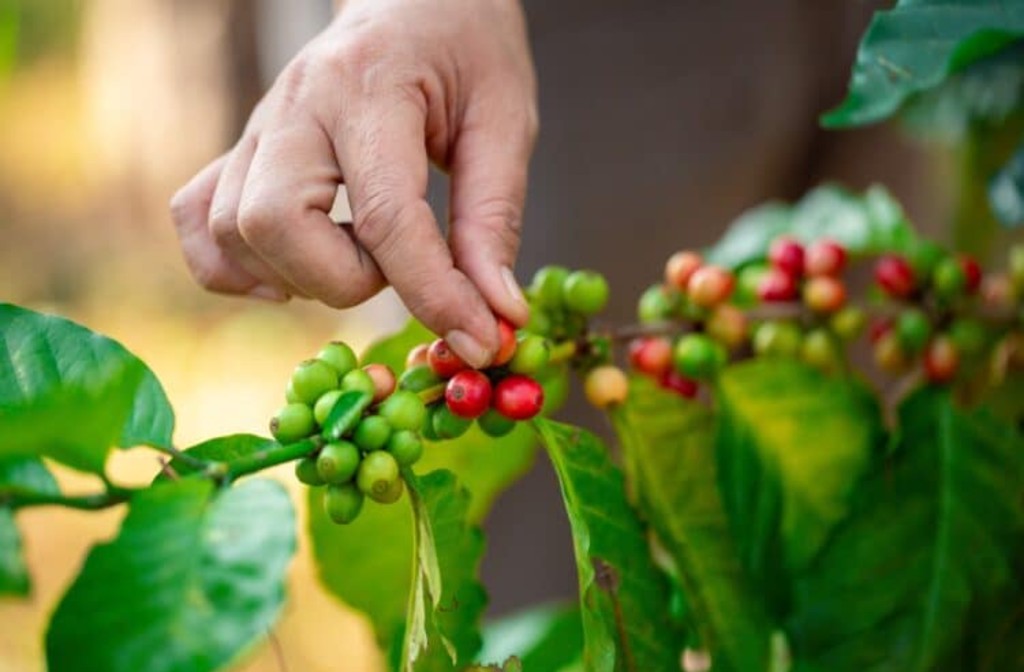 Researchers helping Australian coffee growers improve crop quality