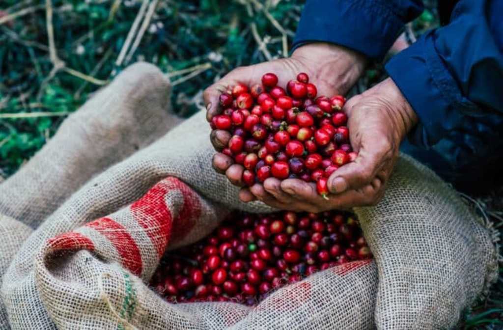 Brazilian farmers in key Arabica region switching to Robusta?
