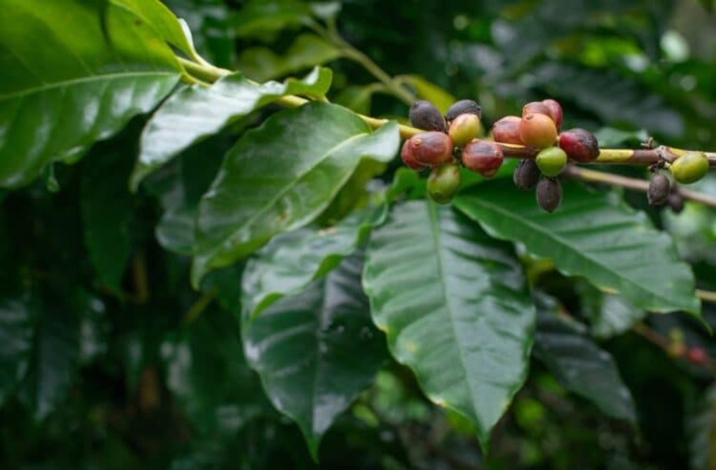 Researchers make coffee berry borer detection breakthrough