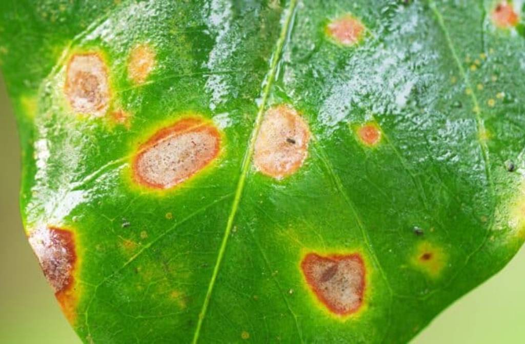 World’s largest coffee leaf rust study published