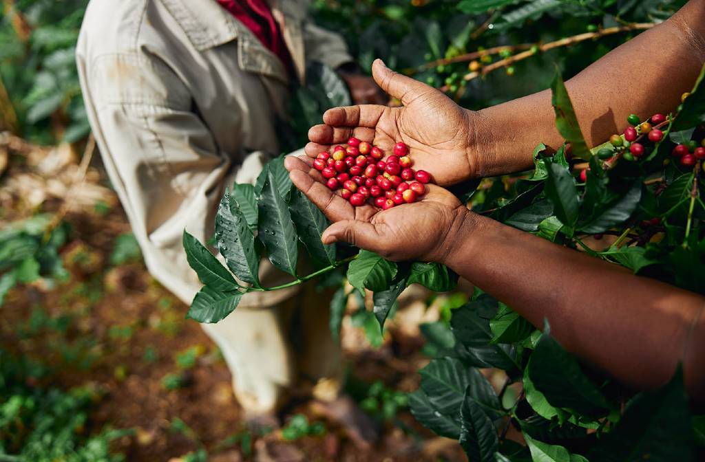 Mozambican coffee production is expected to more than double in 2025
