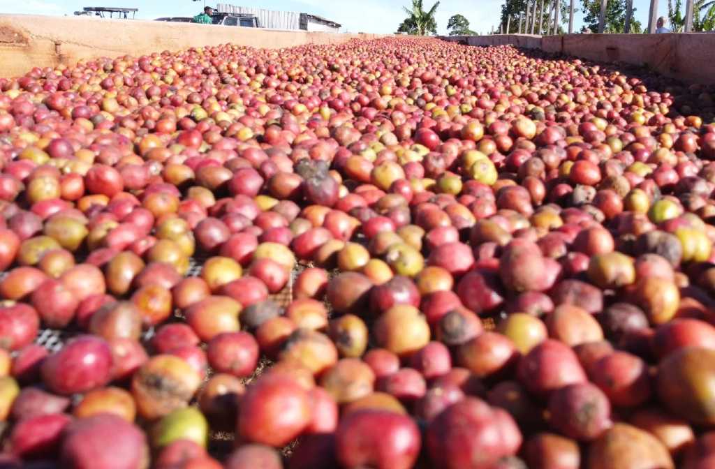 Uganda to Showcase Coffee Excellence at World Trade Fair in Geneva