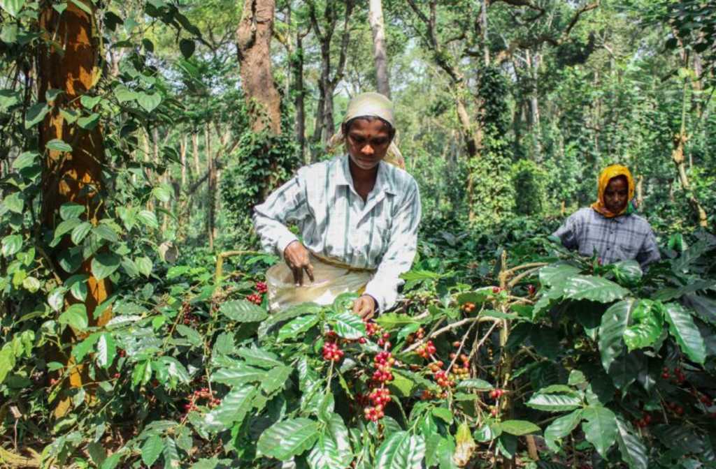 Kelachandra Coffee to showcase Indian speciality coffee at World of Coffee 2025 Geneva