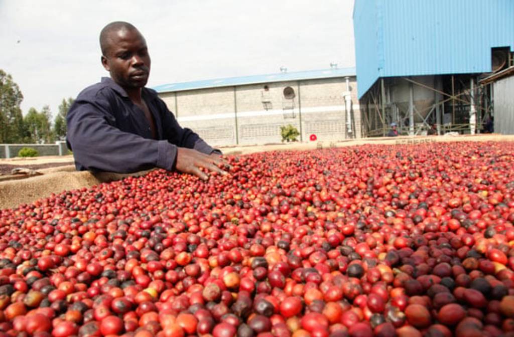 Why coffee prices have drastically reduced