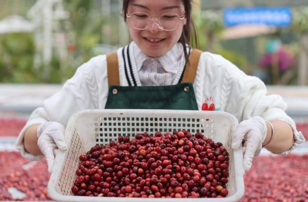 Yunnan coffee adds new note to global coffee map