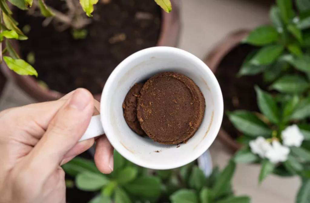 The Right Way to Use Coffee Grounds to Fertilize Your Lawn and Garden