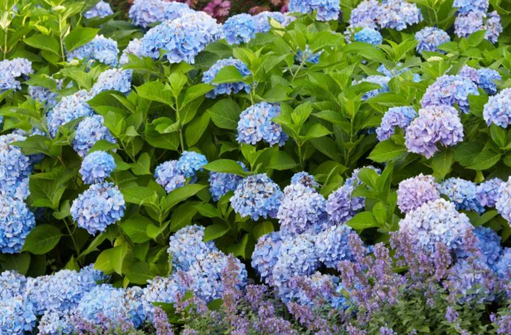 Will Coffee Grounds Turn Your Hydrangeas Blue? Here's What a Soil Scientist Says