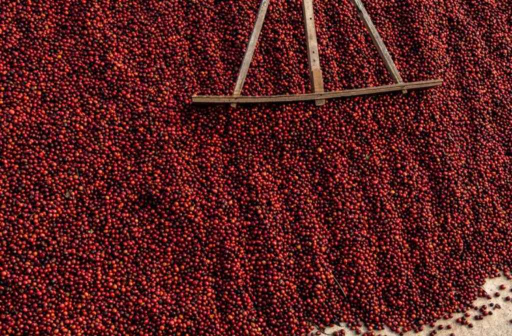 Robusta prices dropping as Vietnam harvest projections rise