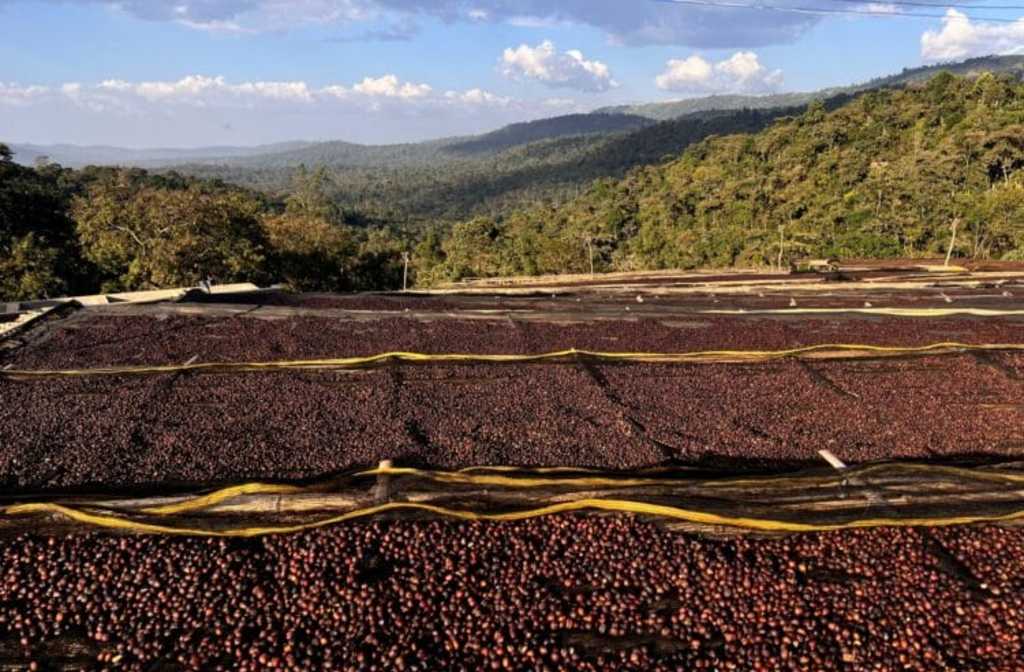 Inaugural Ethiopian coffee auction achieves record price
