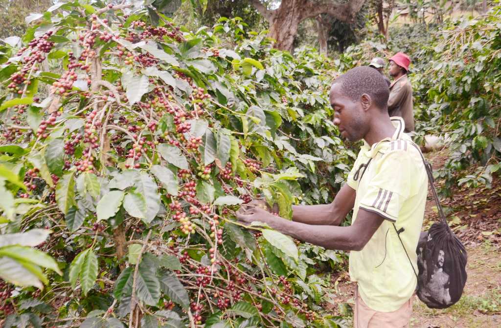 Greencert receives approval to verify coffee standards