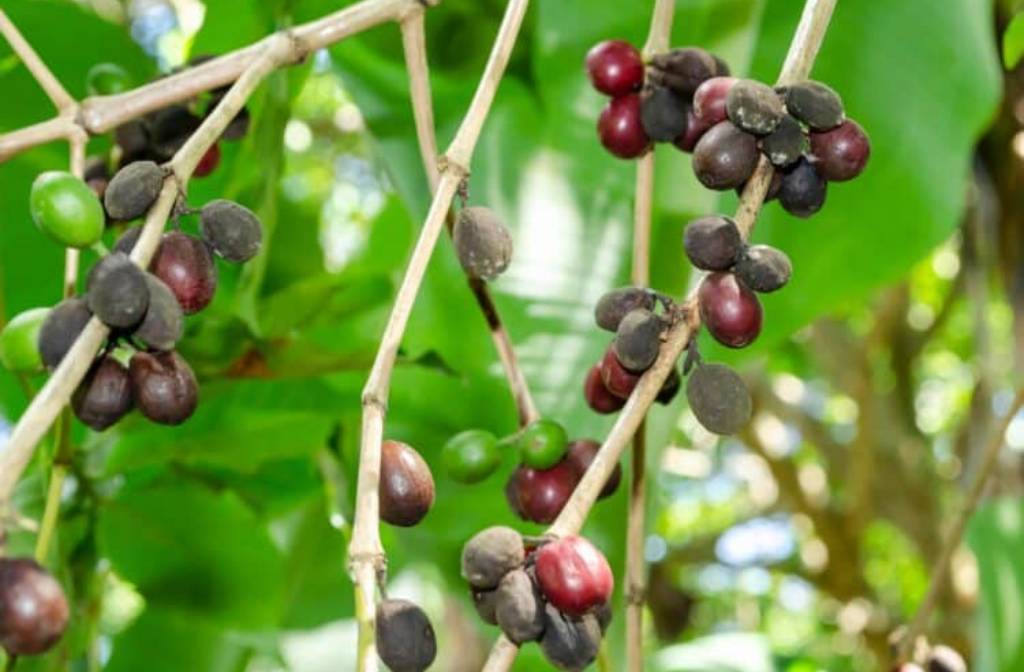 Kenya to map coffee farms as part of EU regulations